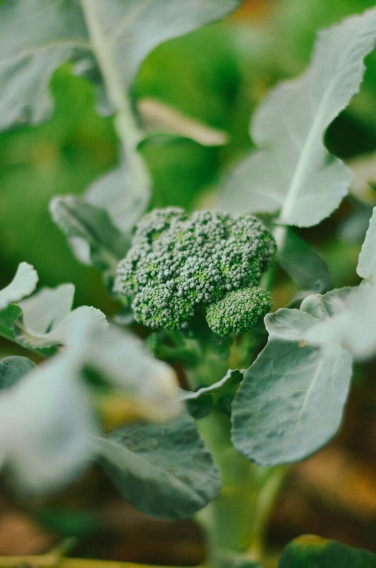 broccoli plant with leaves for liver health and support cruciferous vegetables