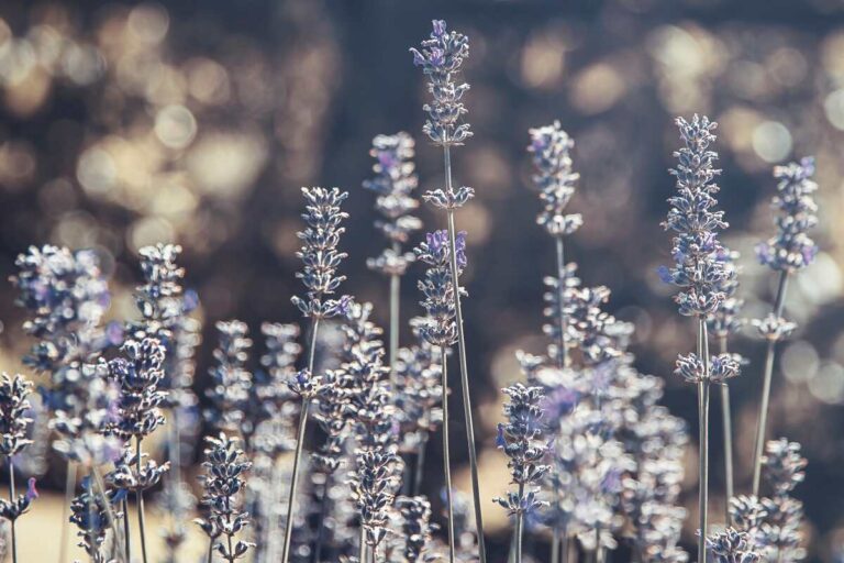 field of lavender for natural anxiety relief blog post roncys apothecary and clinic