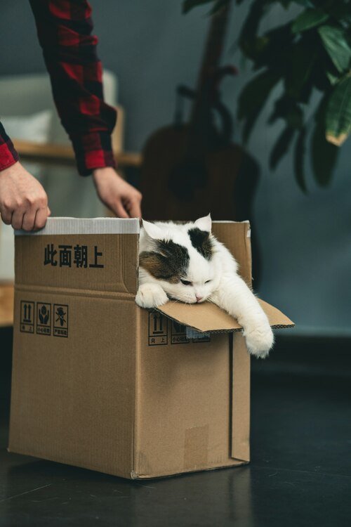 cat in cardboard shipping box